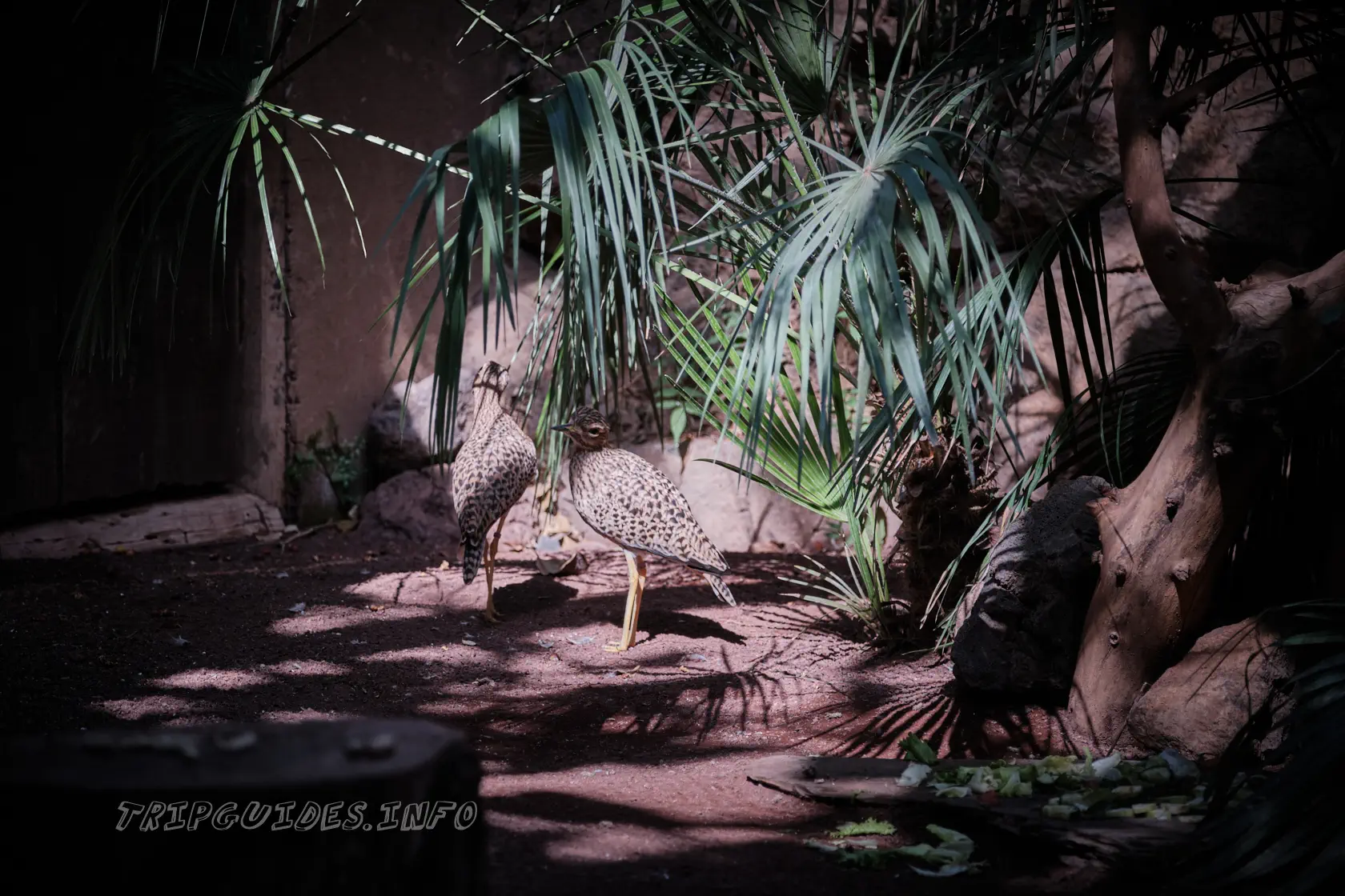 Парк Орлов (Jungle park) на Тенерифе - Птицы