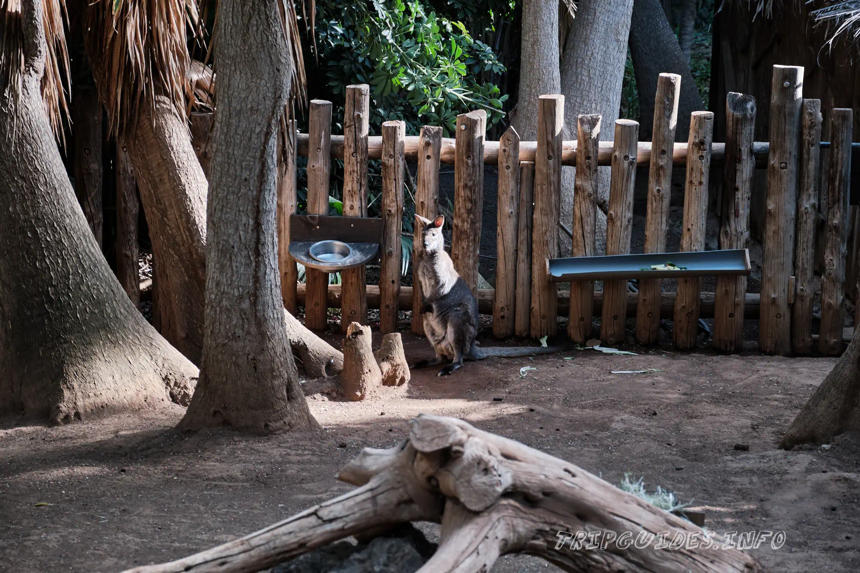 Парк Орлов (Jungle park) на Тенерифе - кенгуру