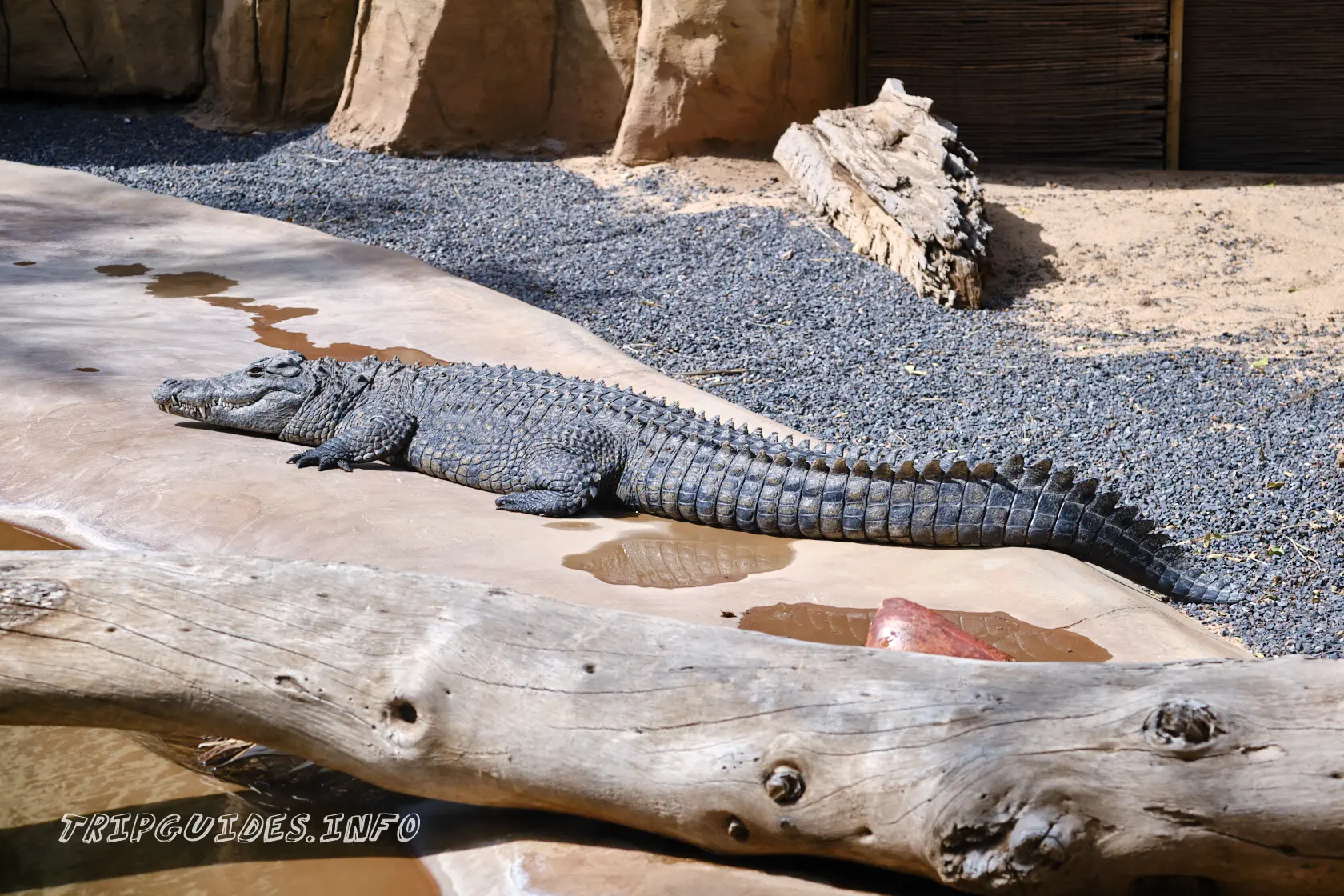 Парк Орлов (Jungle park) на Тенерифе - Крокодилы