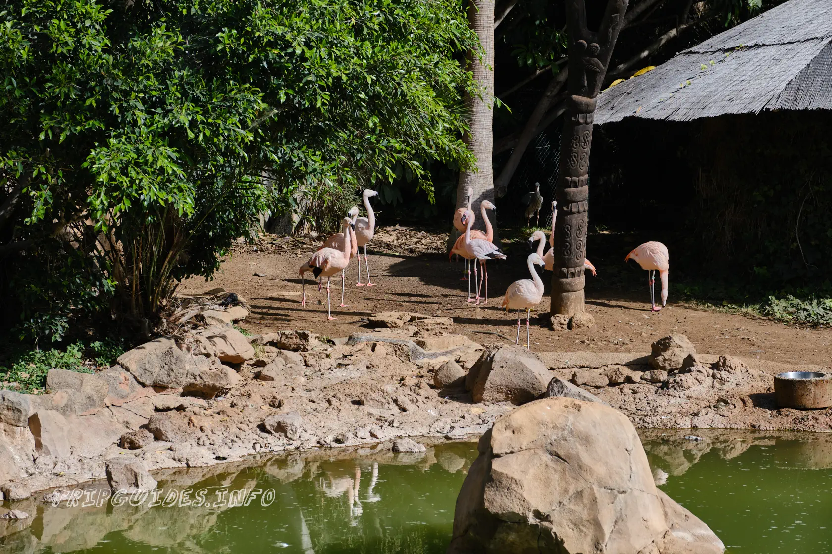 Парк Орлов (Jungle park) на Тенерифе - Фламинго