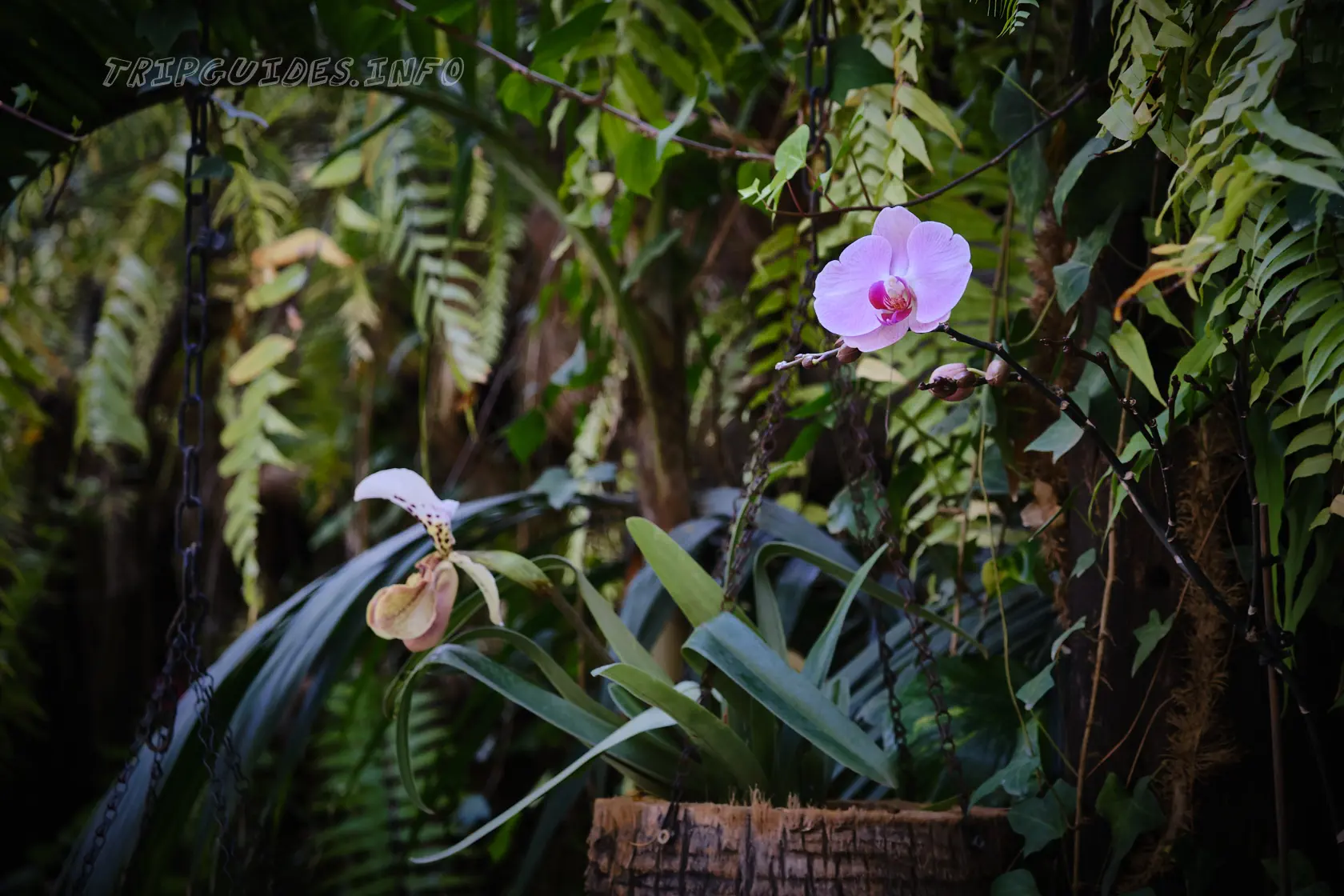 Парк Орлов (Jungle park) на Тенерифе - сад орхидей