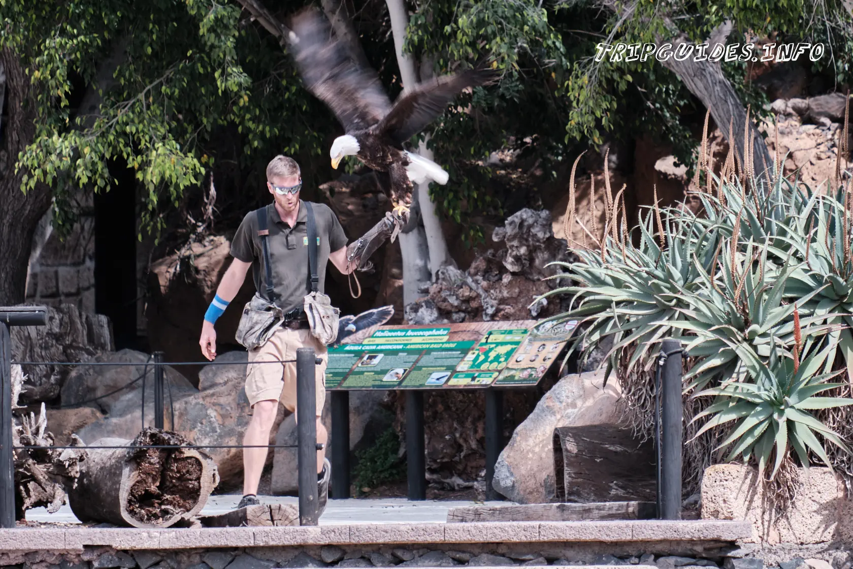 Парк Орлов (Jungle park) на Тенерифе - Шоу хищных птиц