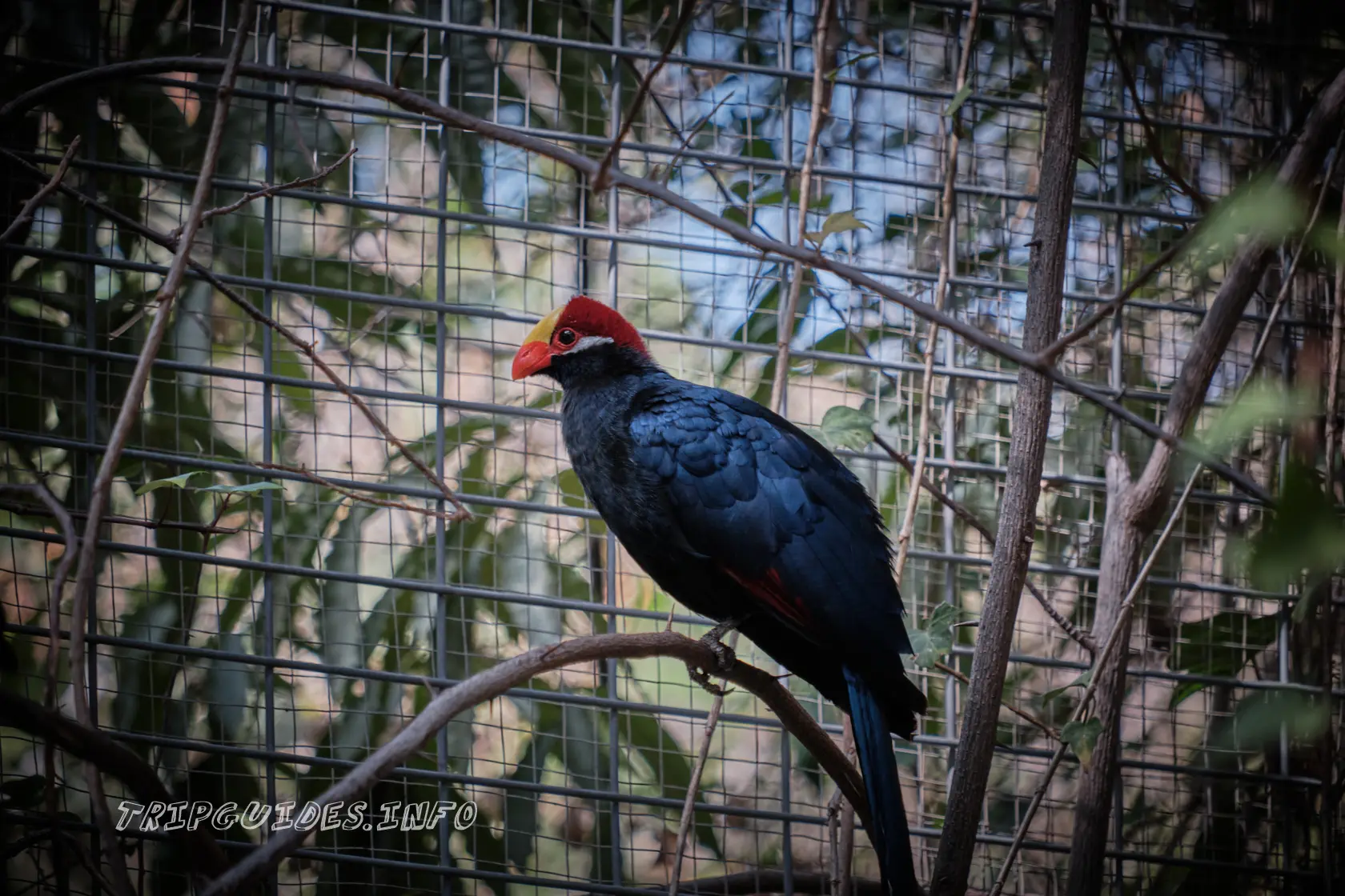 Парк Орлов (Jungle park) на Тенерифе - попугаи, птицы