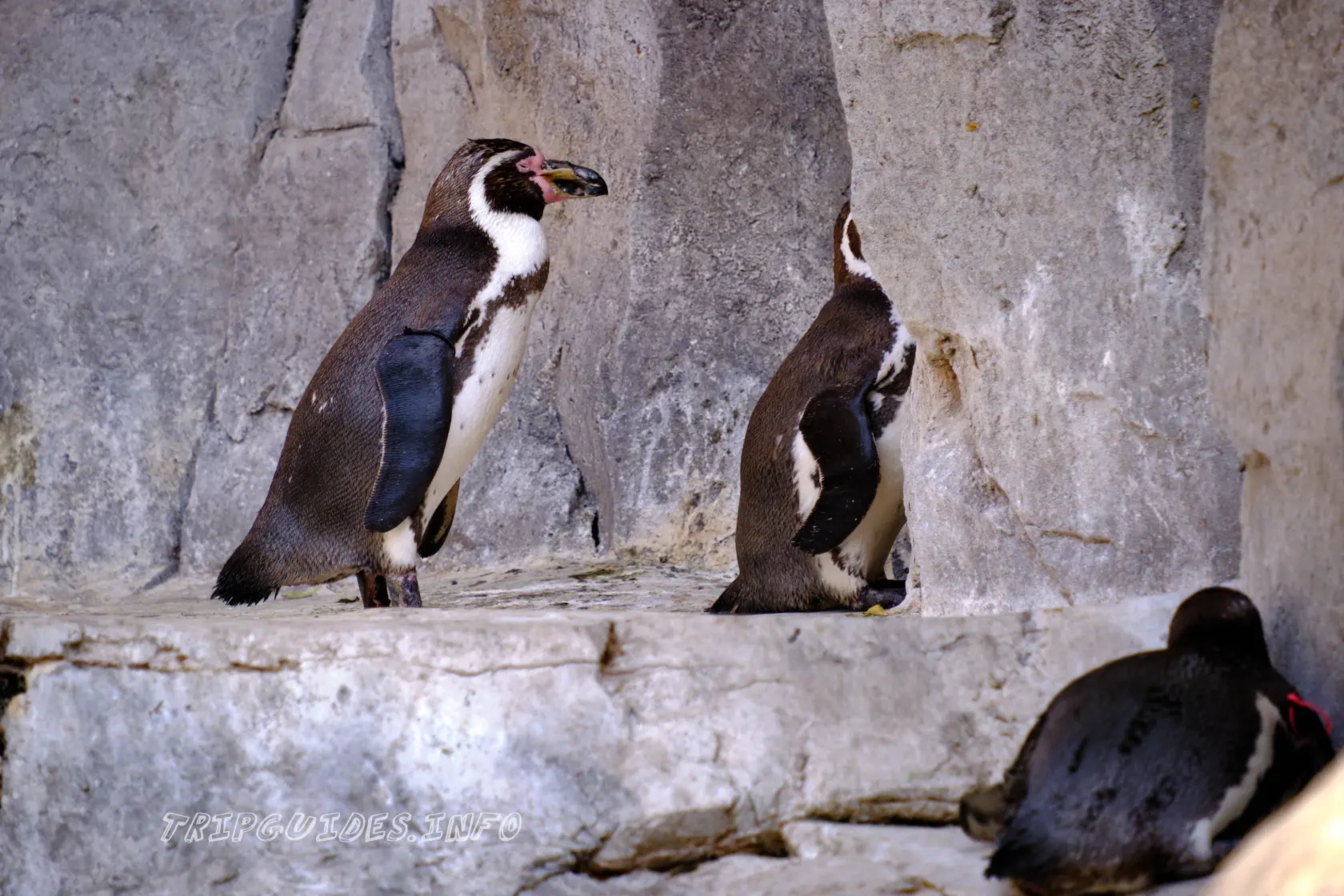 Парк Орлов (Jungle park) на Тенерифе - Пингвины