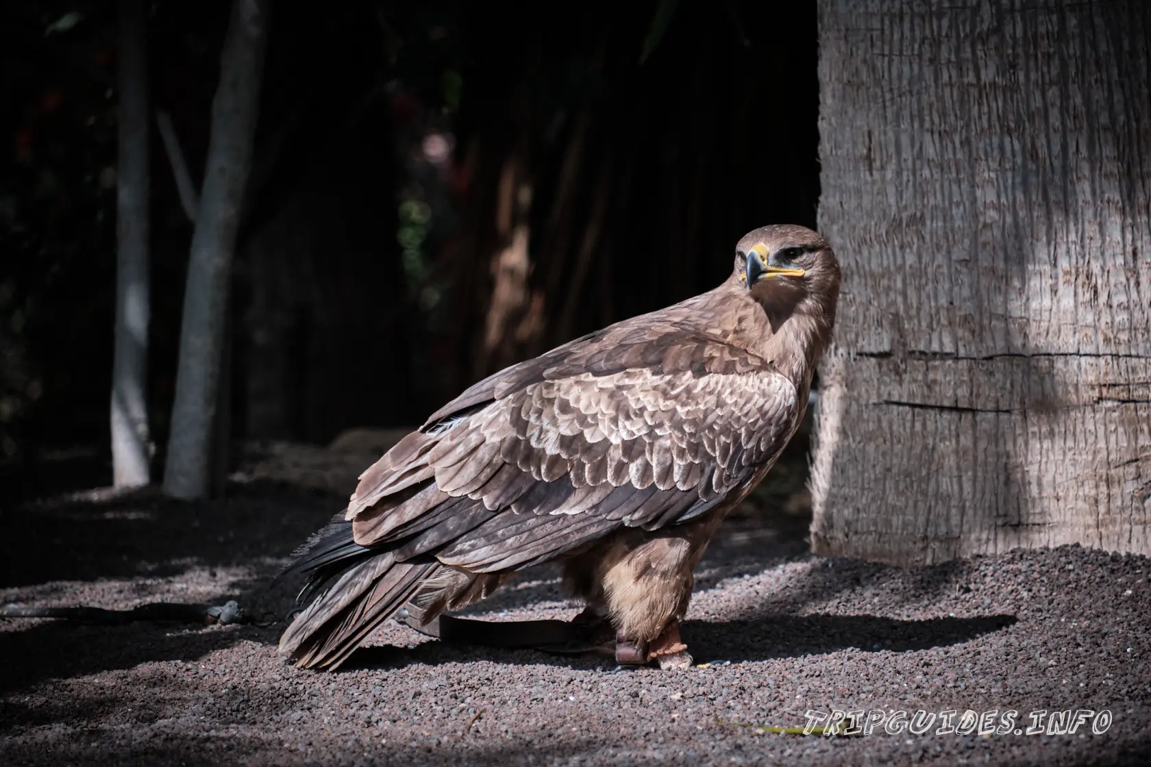 Парк Орлов (Jungle park) на Тенерифе - Хищные птицы