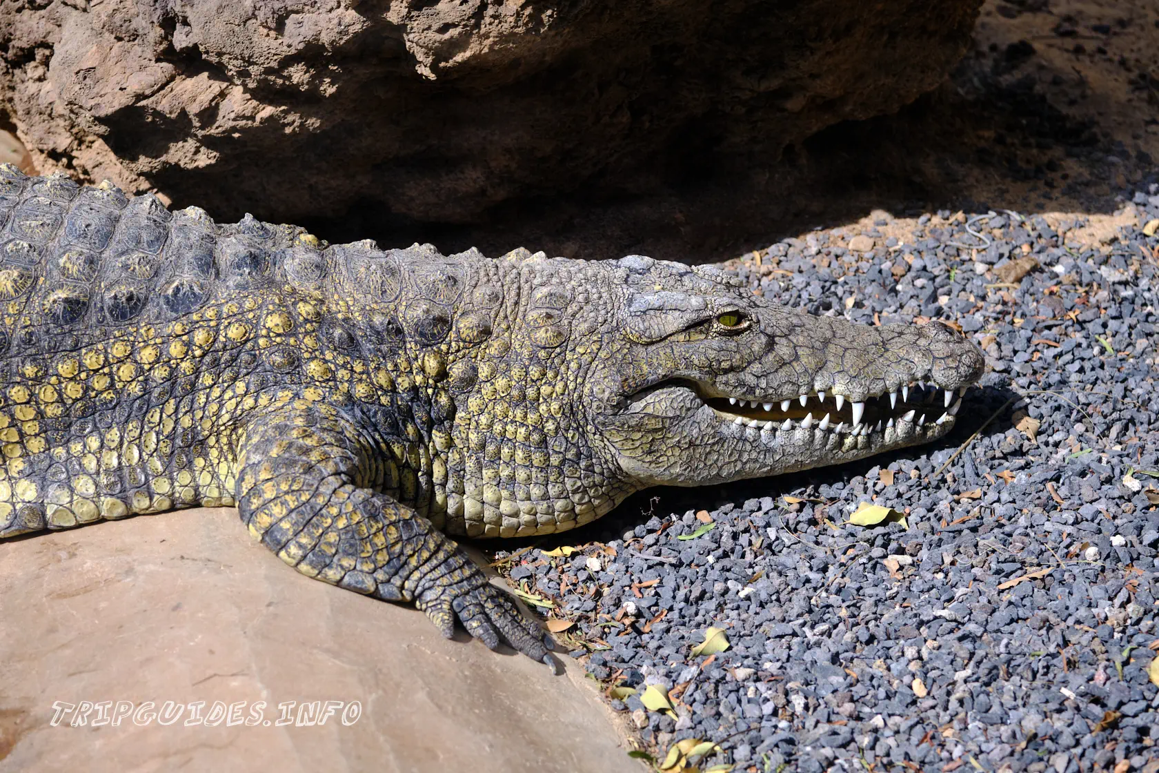 Парк Орлов (Jungle park) на Тенерифе - Крокодилы