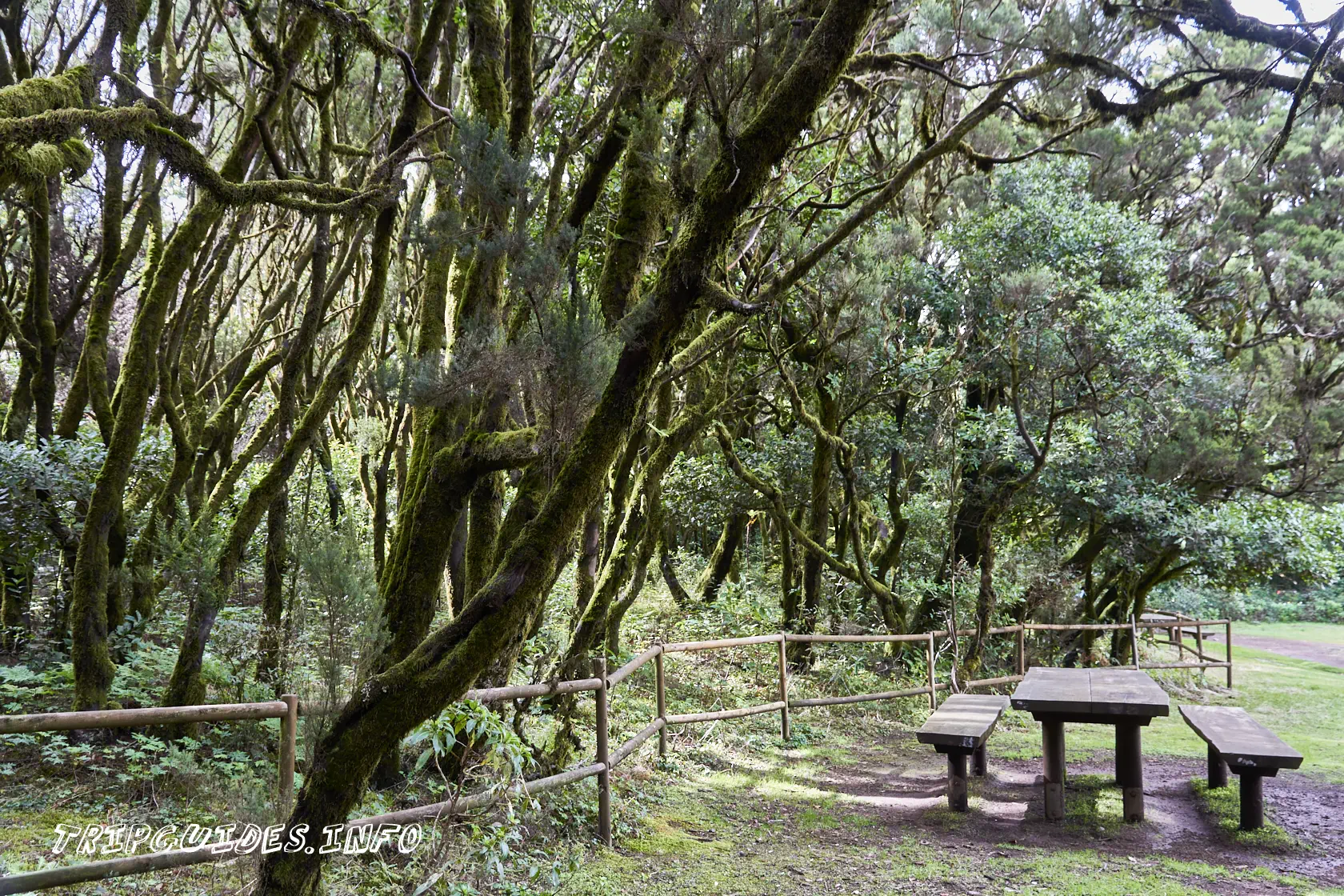 Лавровый лес Монтеверде в зоне отдыха Ла-Лагуна Гранде на острове Ла-Гомера