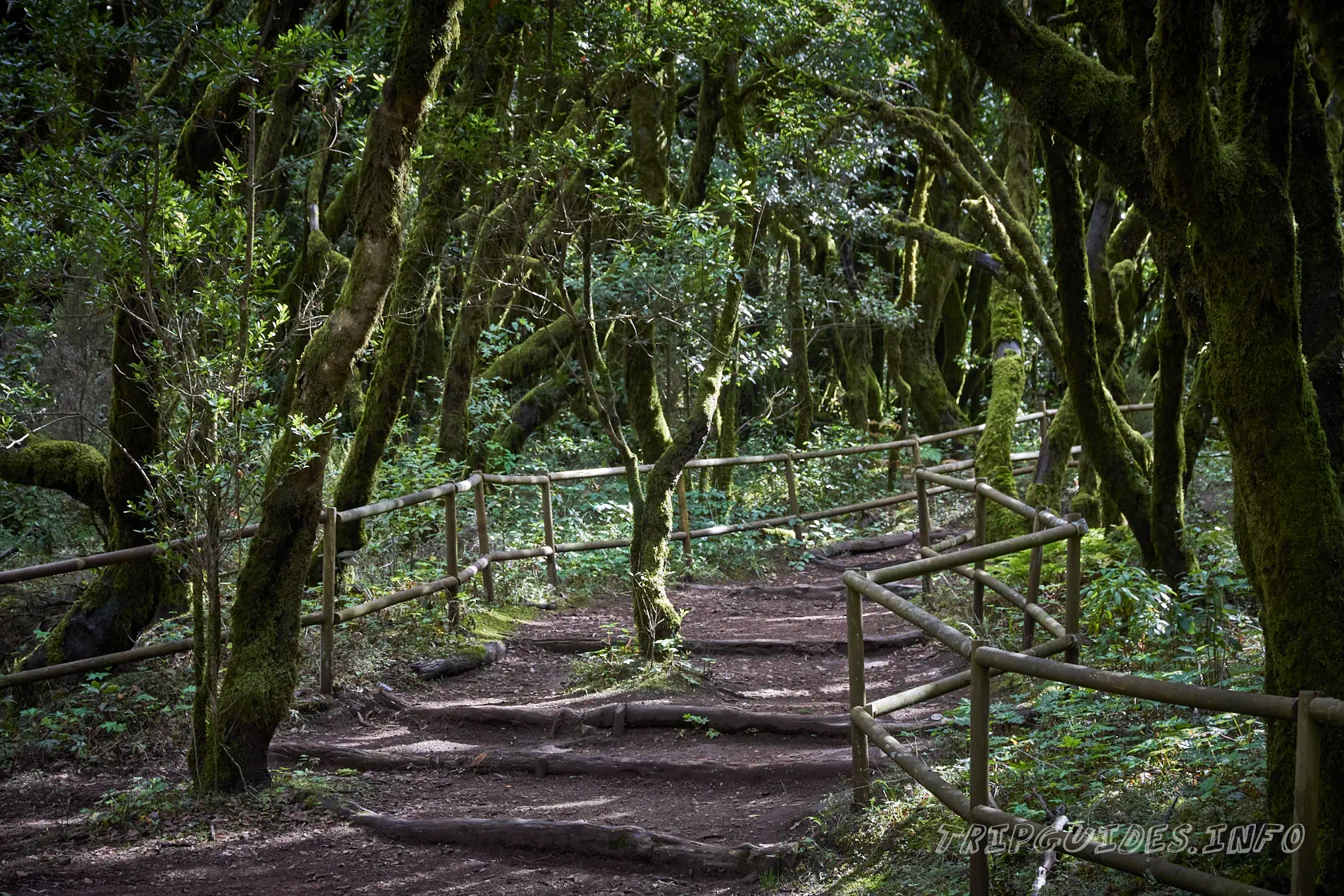 Лавровый лес Монтеверде в зоне отдыха Ла-Лагуна Гранде на острове Ла-Гомера