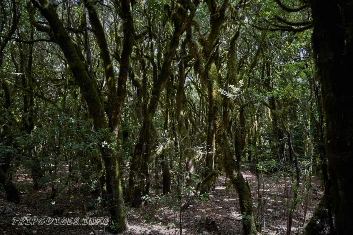 Лавровые леса в Национальном парке Гарахонай - остров Ла-Гомера