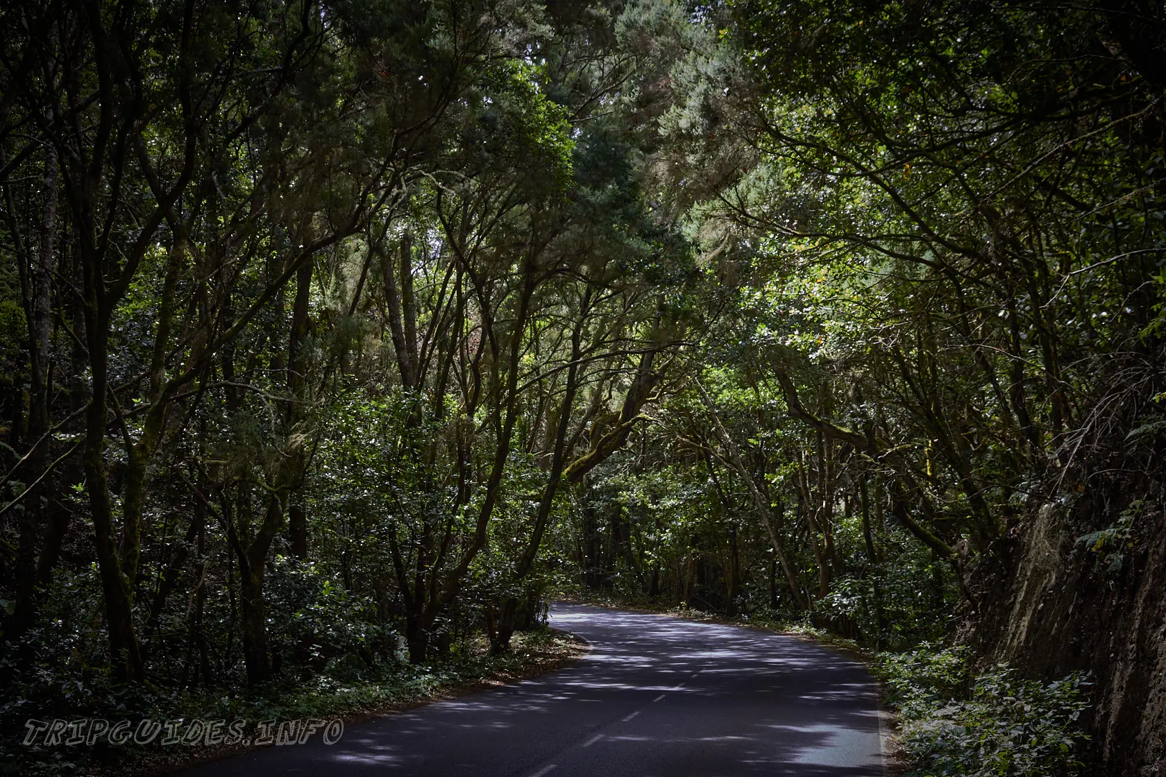 Лавровые леса в Национальном парке Гарахонай - остров Ла-Гомера