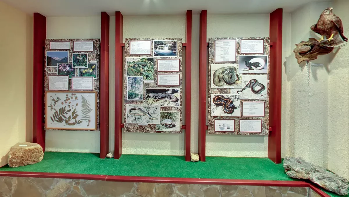 Музей природы при Краснополянском лесничестве - Красная Поляна (Сочи)