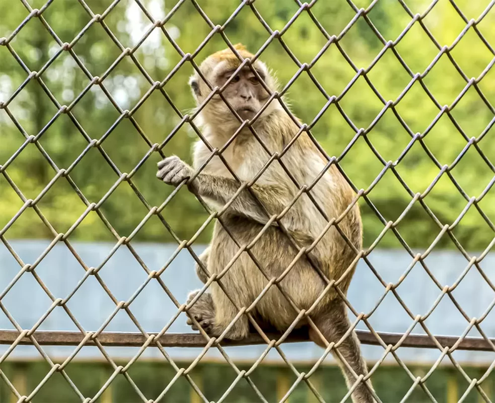 Питомник обезьян, Научно-исследовательский институт медицинской приматологии