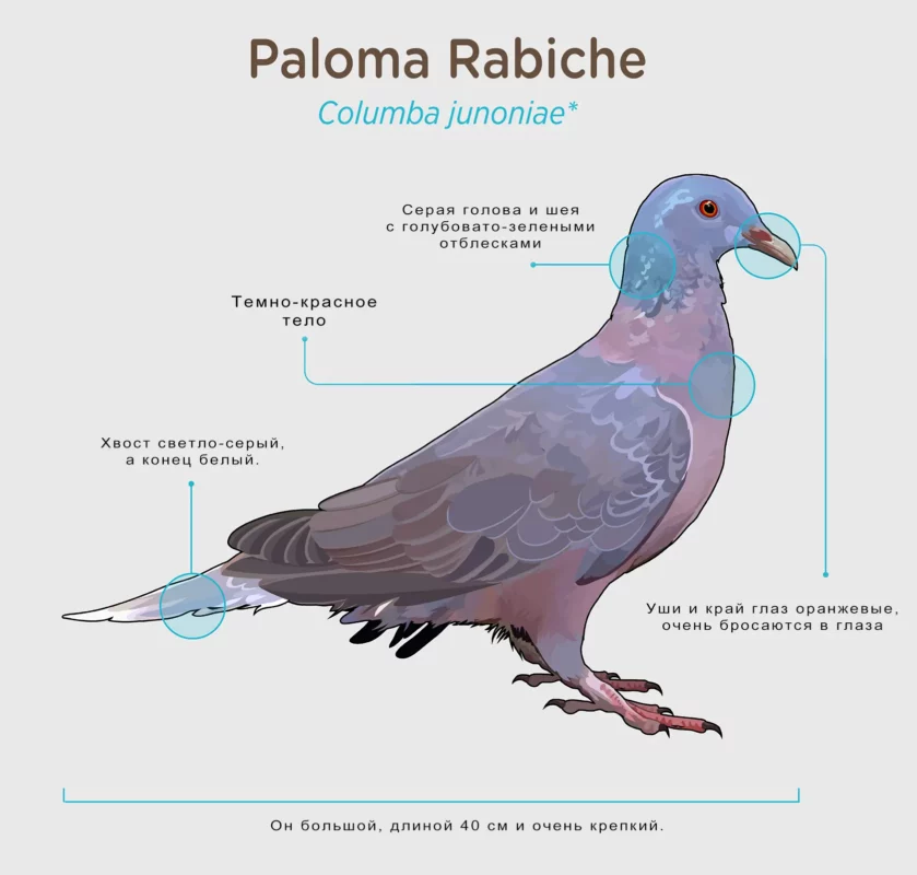 Голубь Рабиче (Paloma rabiche)
