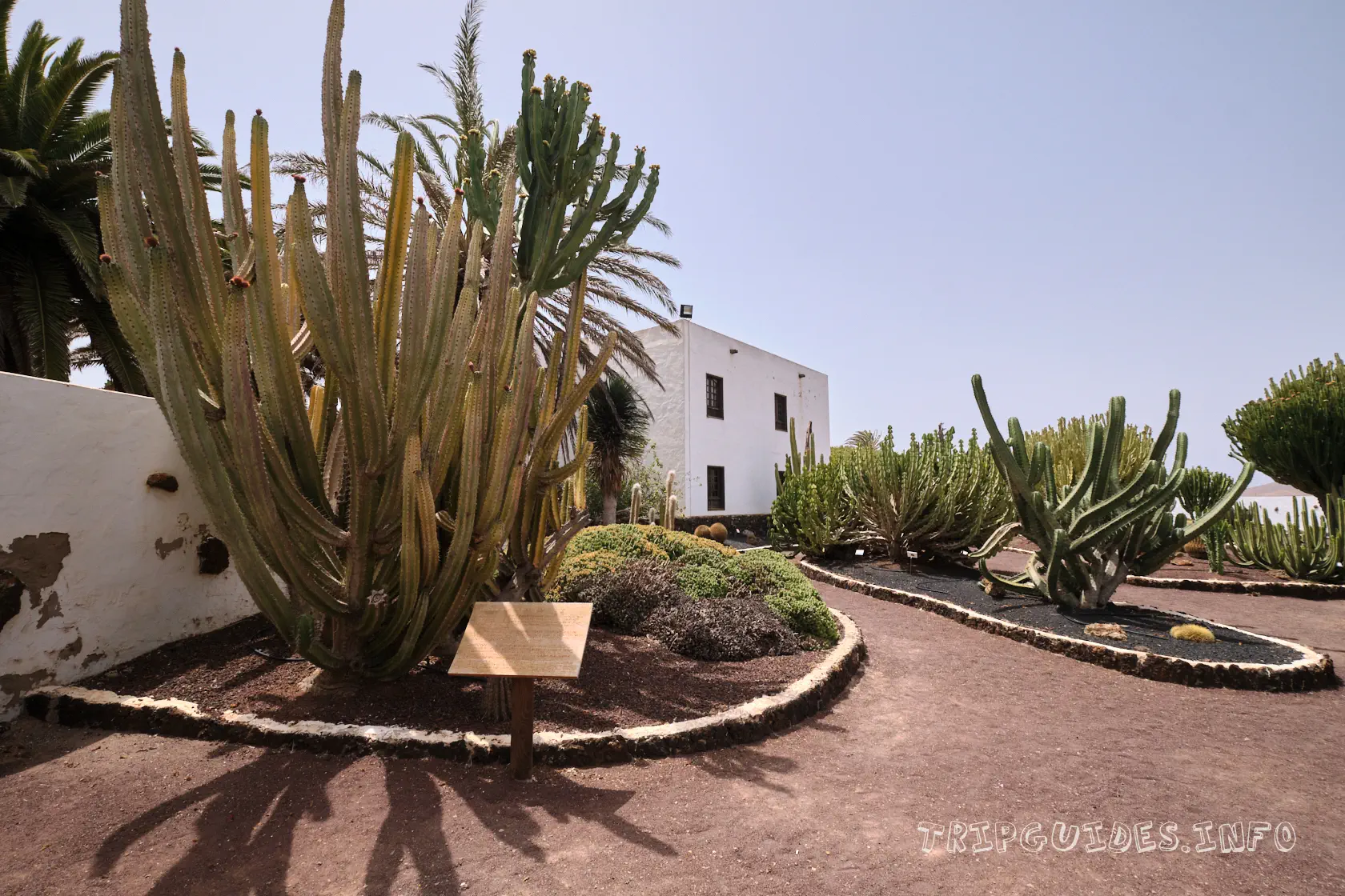 Сад кактусов в музее козьего сыра Махореро - Фуэртевентура