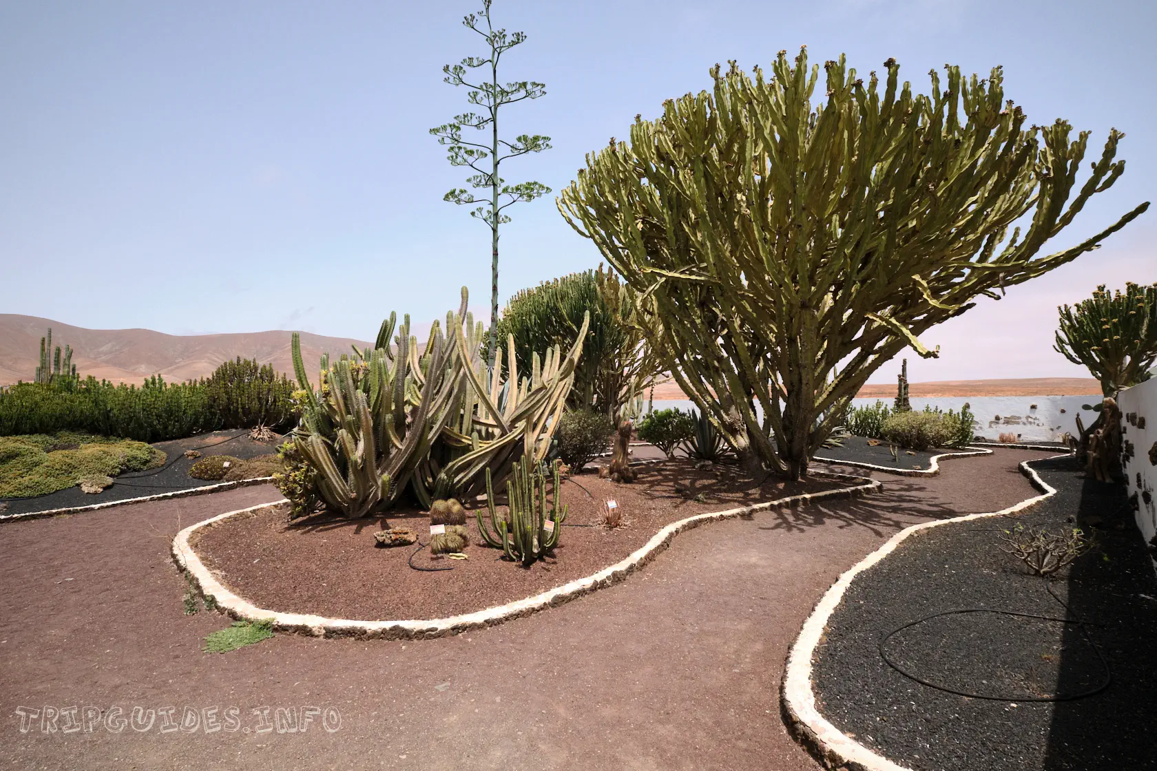 Сад кактусов в музее козьего сыра Махореро - Фуэртевентура