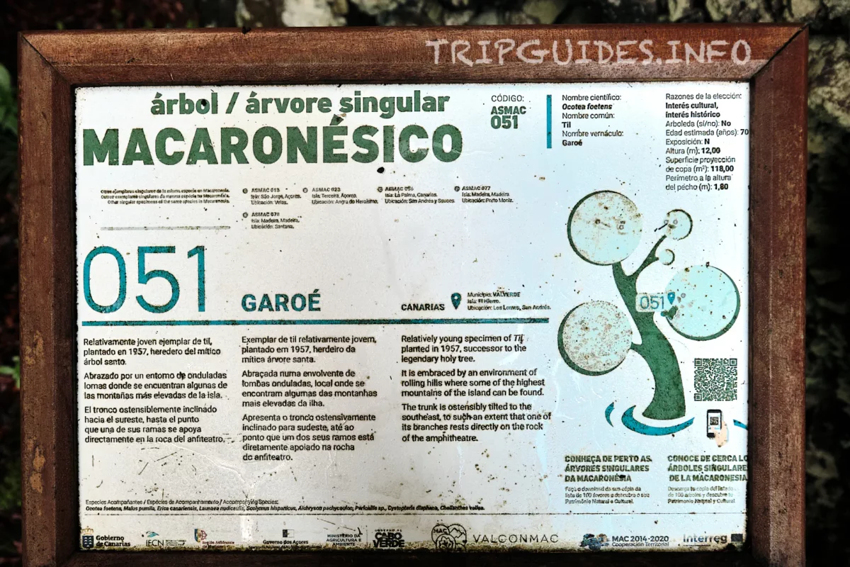 Информационная табличка у дерева Гарое на острове Эль-Иерро