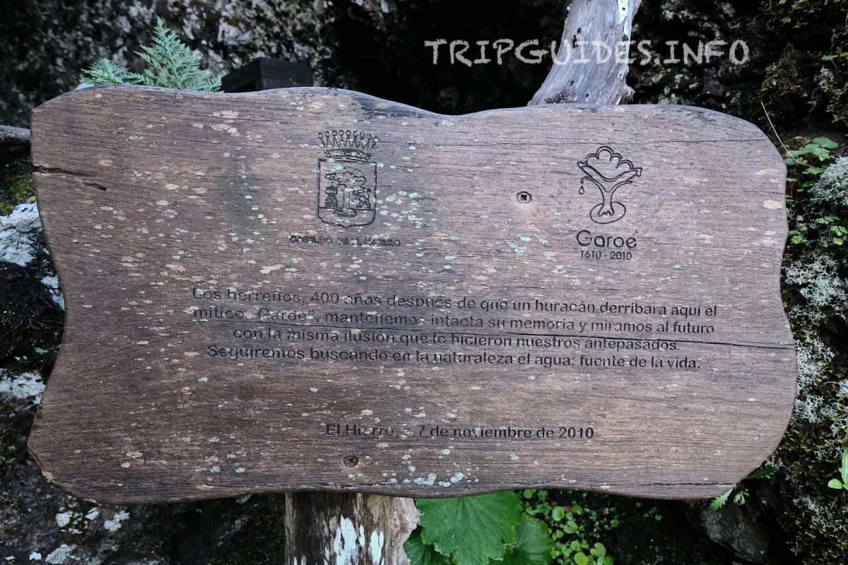 Информационная табличка у дерева Гарое на острове Эль-Иерро