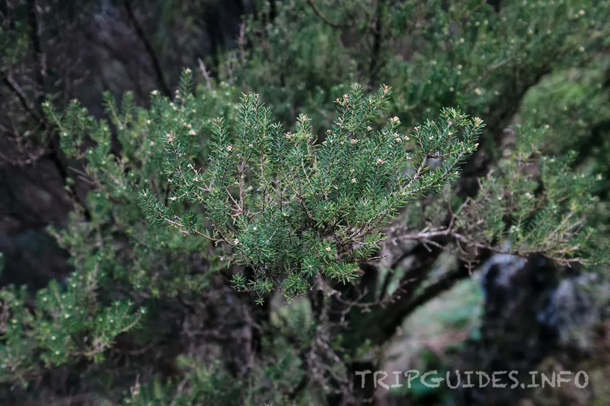 Растительность у дерева Гарое на острове Эль-Иерро