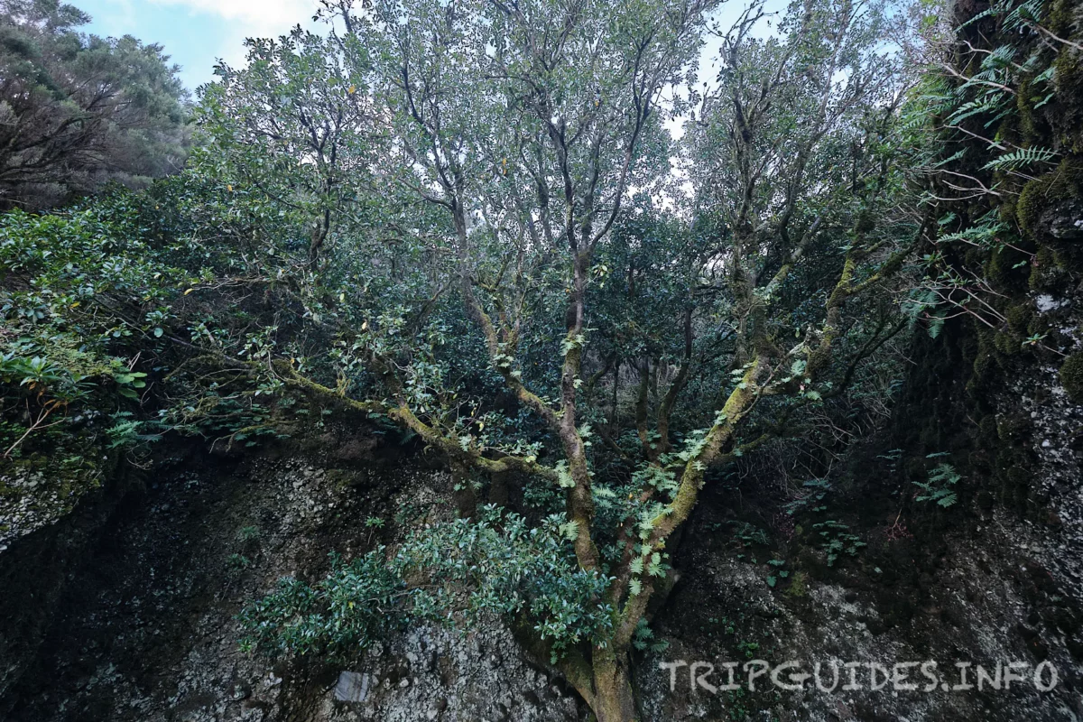 Дерево Гарое на острове Эль-Иерро