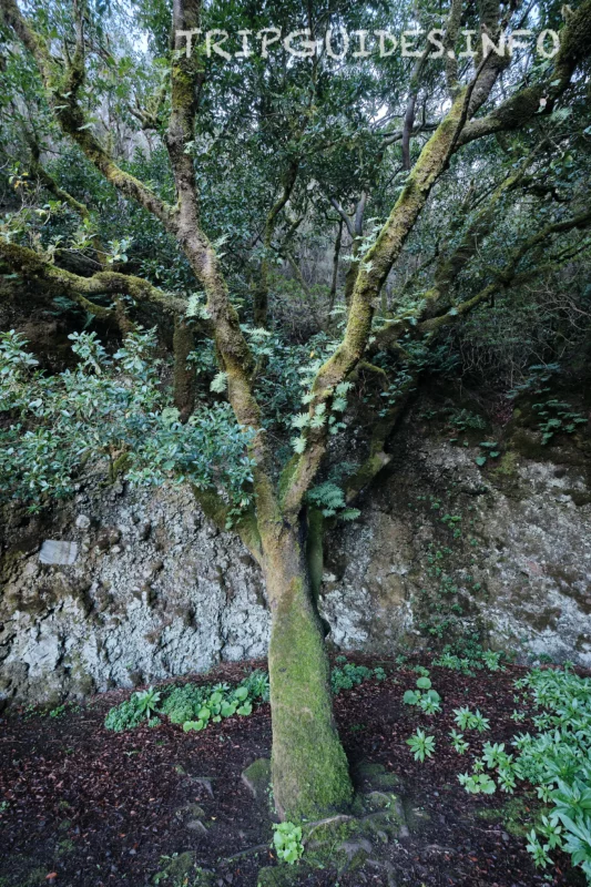 Дерево Гарое на острове Эль-Иерро
