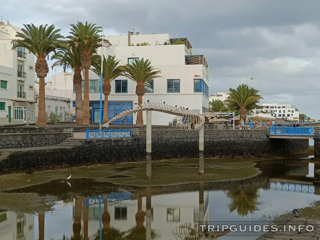 Esqueleto de Ballena - Arrecife