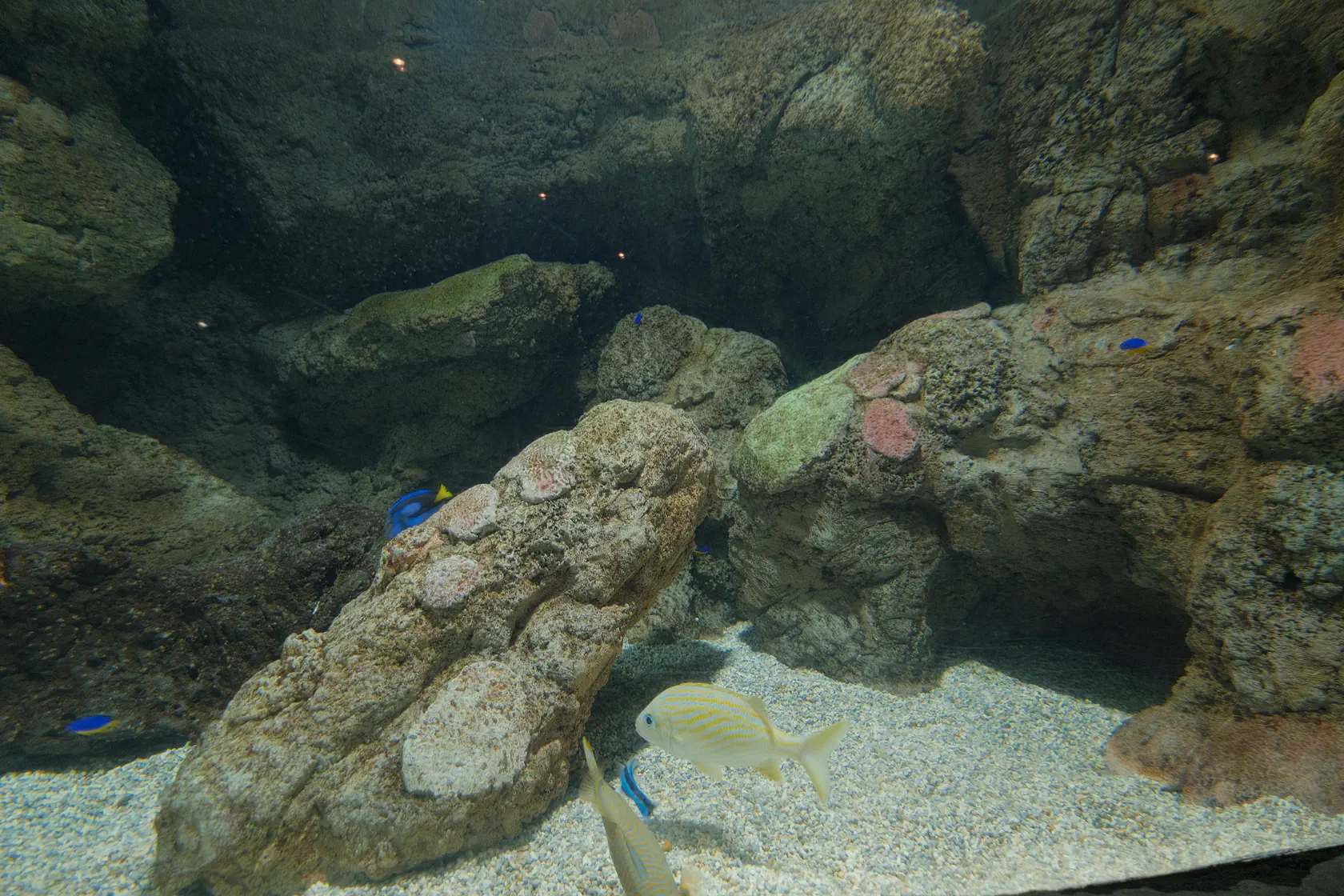 Аквариум в Коста Тегисе на Лансароте