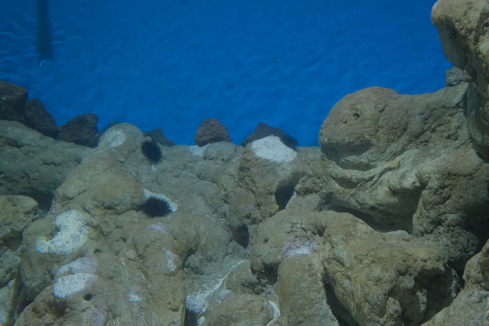Аквариум в Коста Тегисе на Лансароте