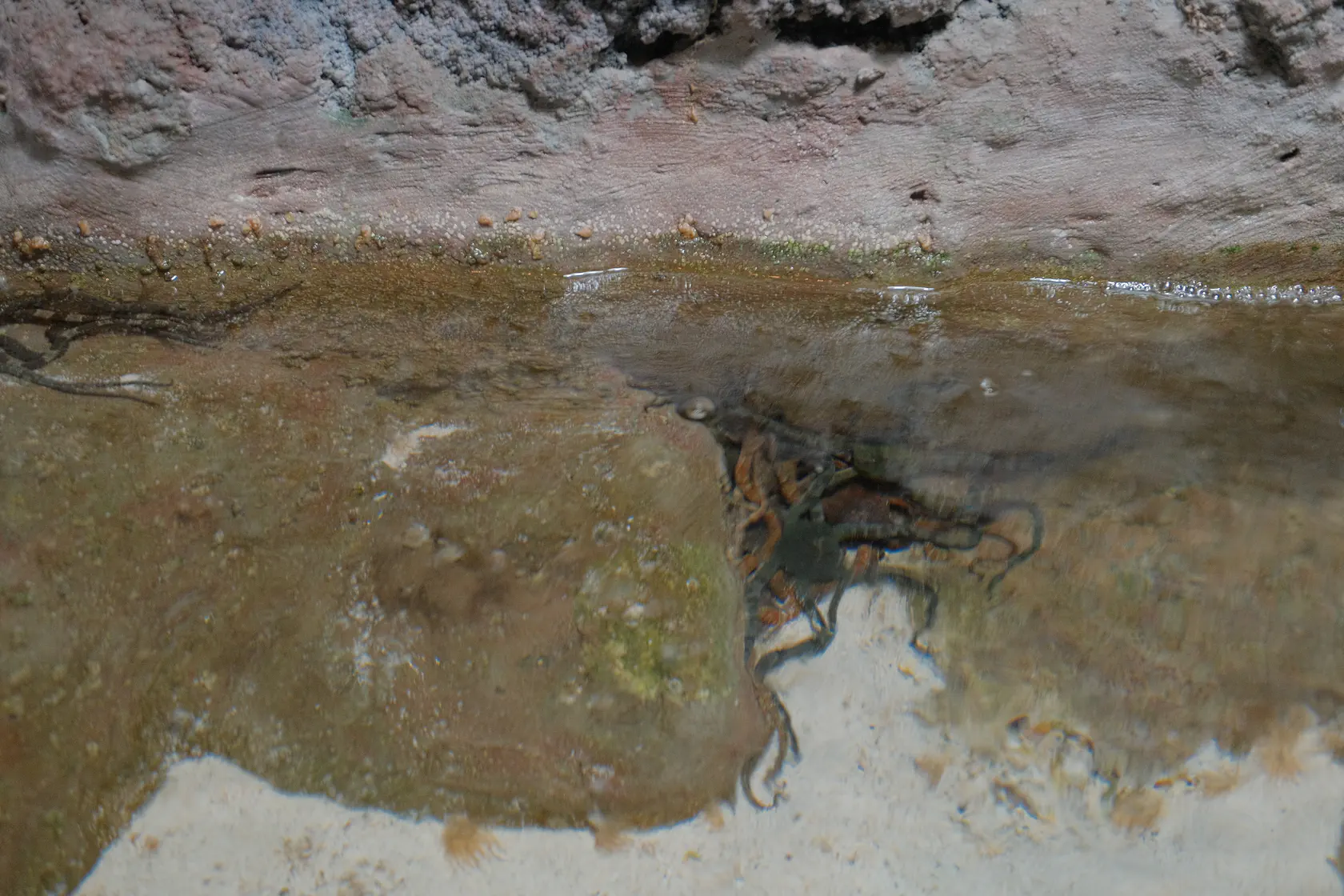 Аквариум в Коста Тегисе на Лансароте