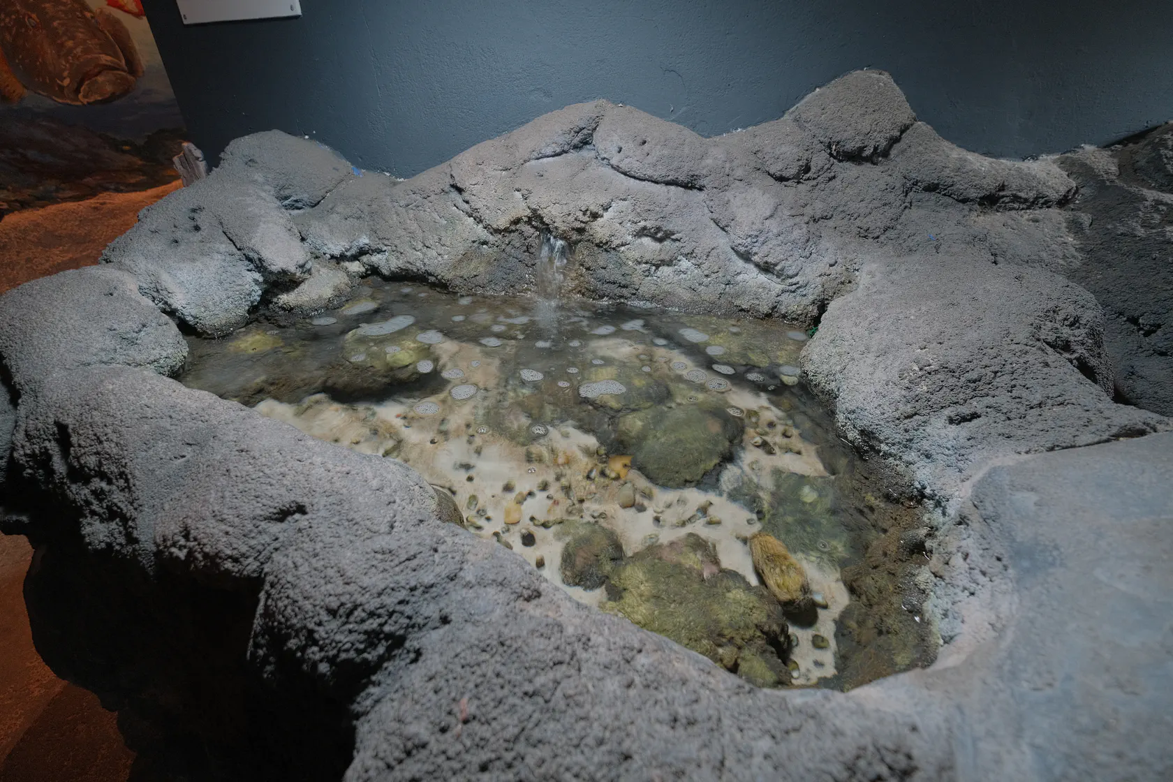 Аквариум в Коста Тегисе на Лансароте