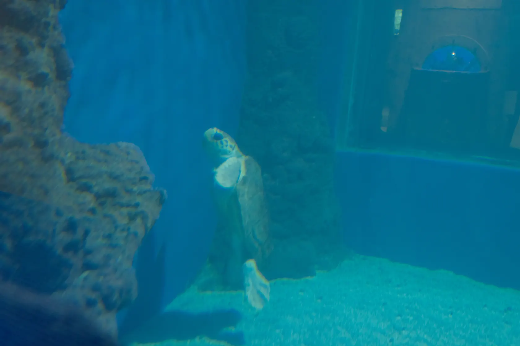 Аквариум в Коста Тегисе на Лансароте