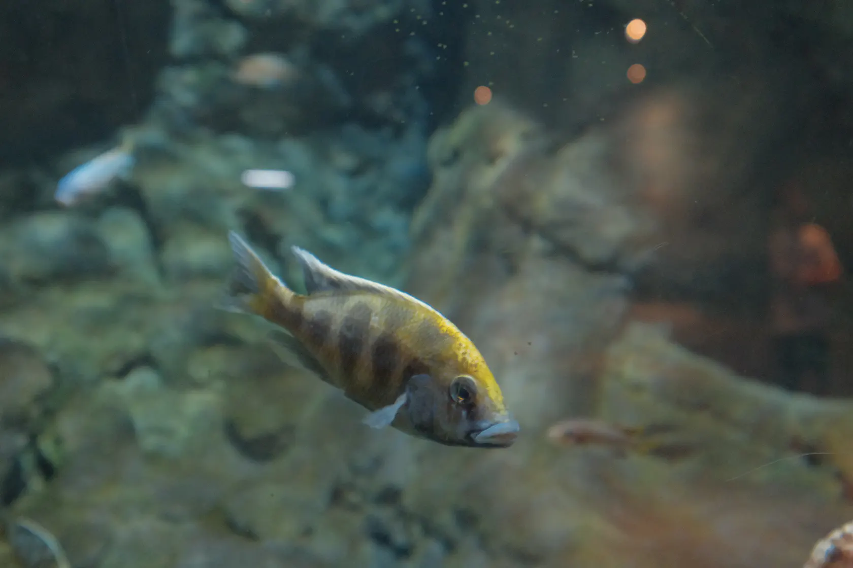 Аквариум в Коста Тегисе на Лансароте