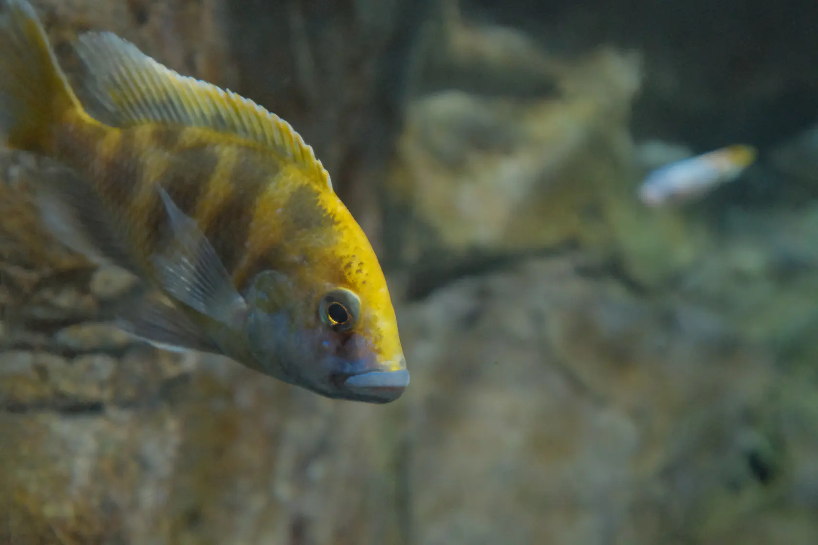 Аквариум в Коста Тегисе на Лансароте