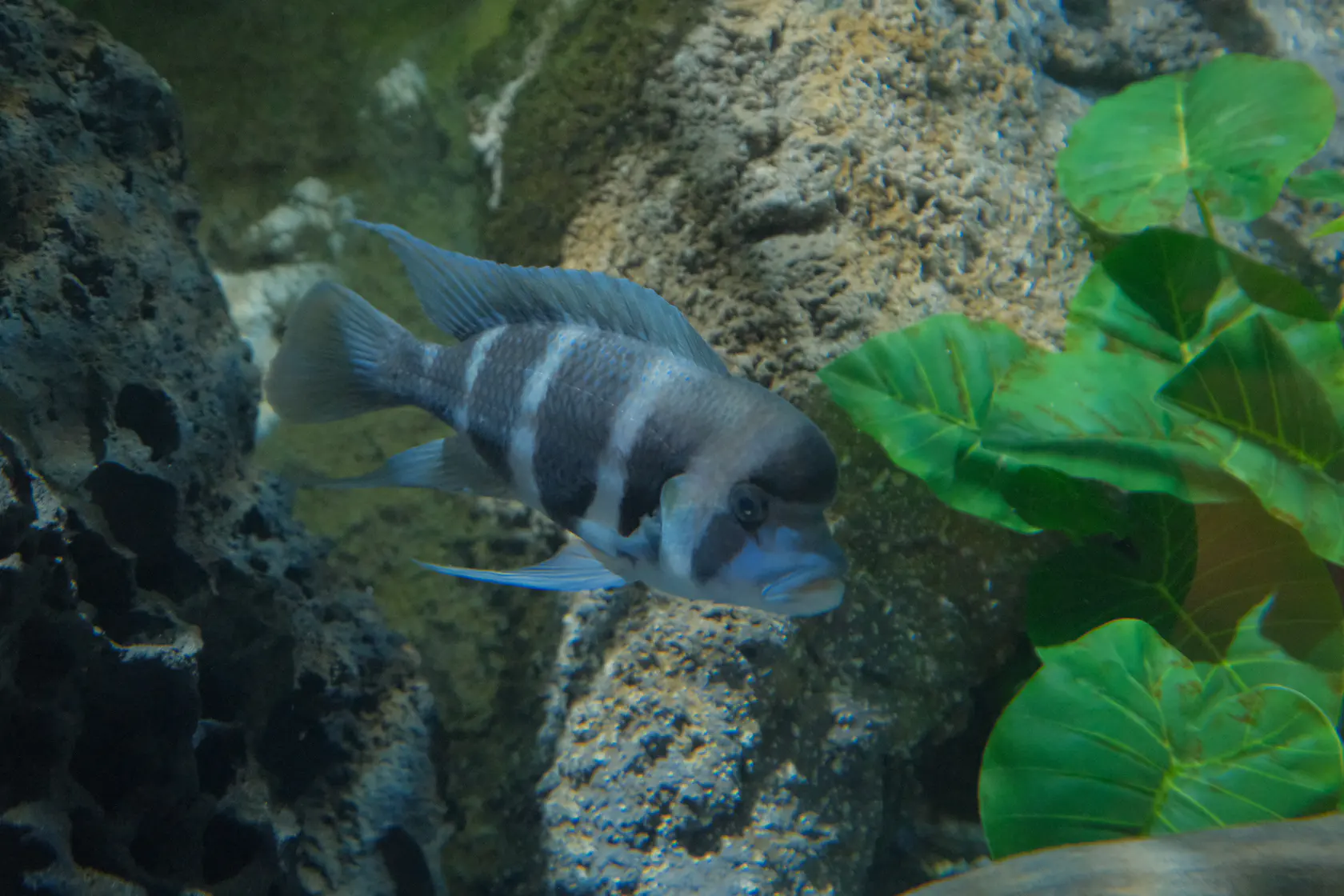 Аквариум в Коста Тегисе на Лансароте