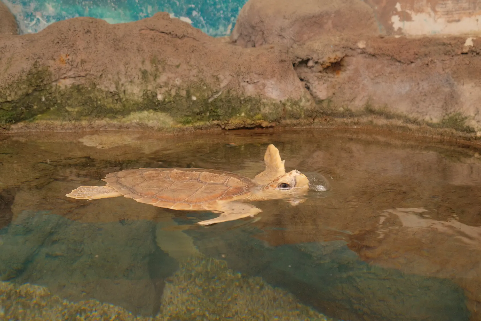 Аквариум в Коста Тегисе на Лансароте