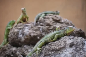 Ранчо Техас Парк на Лансароте (Rancho Texas Lanzarote Park)