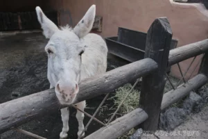 Ранчо Техас Парк на Лансароте (Rancho Texas Lanzarote Park)