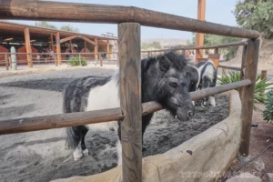 Ранчо Техас Парк на Лансароте (Rancho Texas Lanzarote Park)