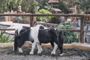 Ранчо Техас Парк на Лансароте (Rancho Texas Lanzarote Park)