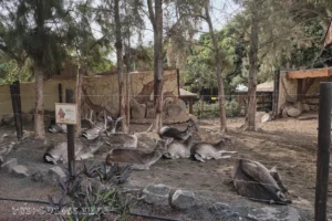 Ранчо Техас Парк на Лансароте (Rancho Texas Lanzarote Park)