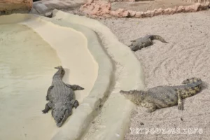 Ранчо Техас Парк на Лансароте (Rancho Texas Lanzarote Park)