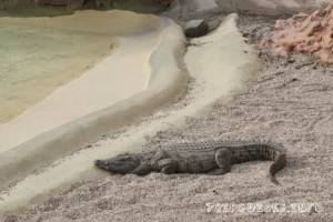 Ранчо Техас Парк на Лансароте (Rancho Texas Lanzarote Park)