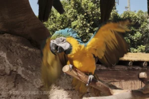 Ранчо Техас Парк на Лансароте (Rancho Texas Lanzarote Park)