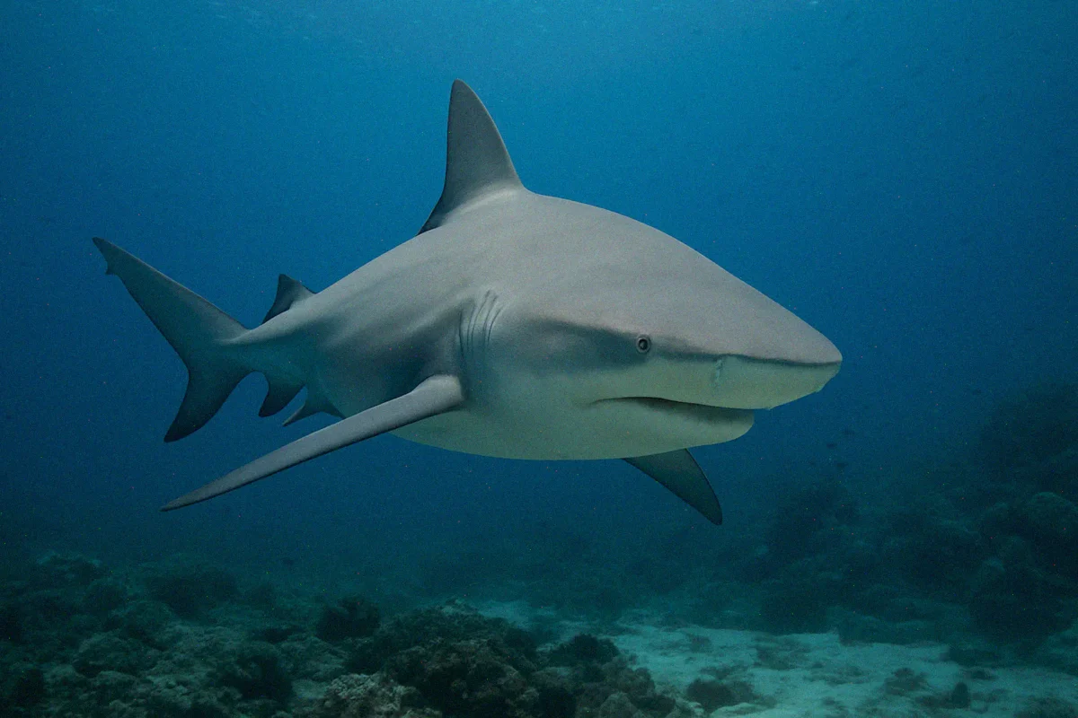 Опасные животные и насекомые Таиланда: Бычья акула (Carcharhinus leucas)