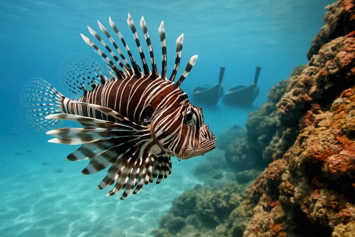 Опасные животные и насекомые Таиланда: Рыба-зебра (Lionfish)