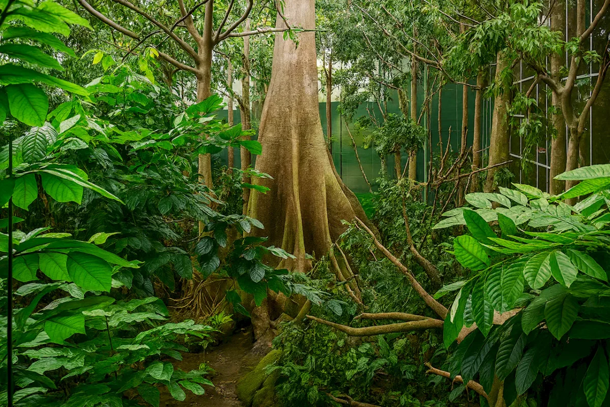 Bosque Inundado (Затопленный лес) - КосмоКайша в Барселоне (CosmoCaixa Barcelona)