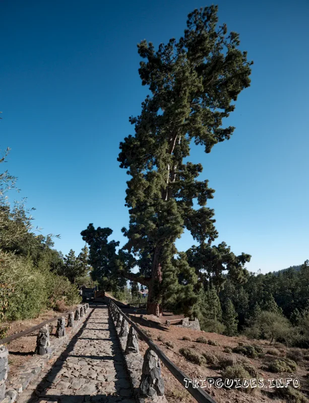 Канарская сосна Тенерифе: Пино Гордо (Pino Gordo) Канарская сосна Тенерифе: Пино Гордо (Pino Gordo)