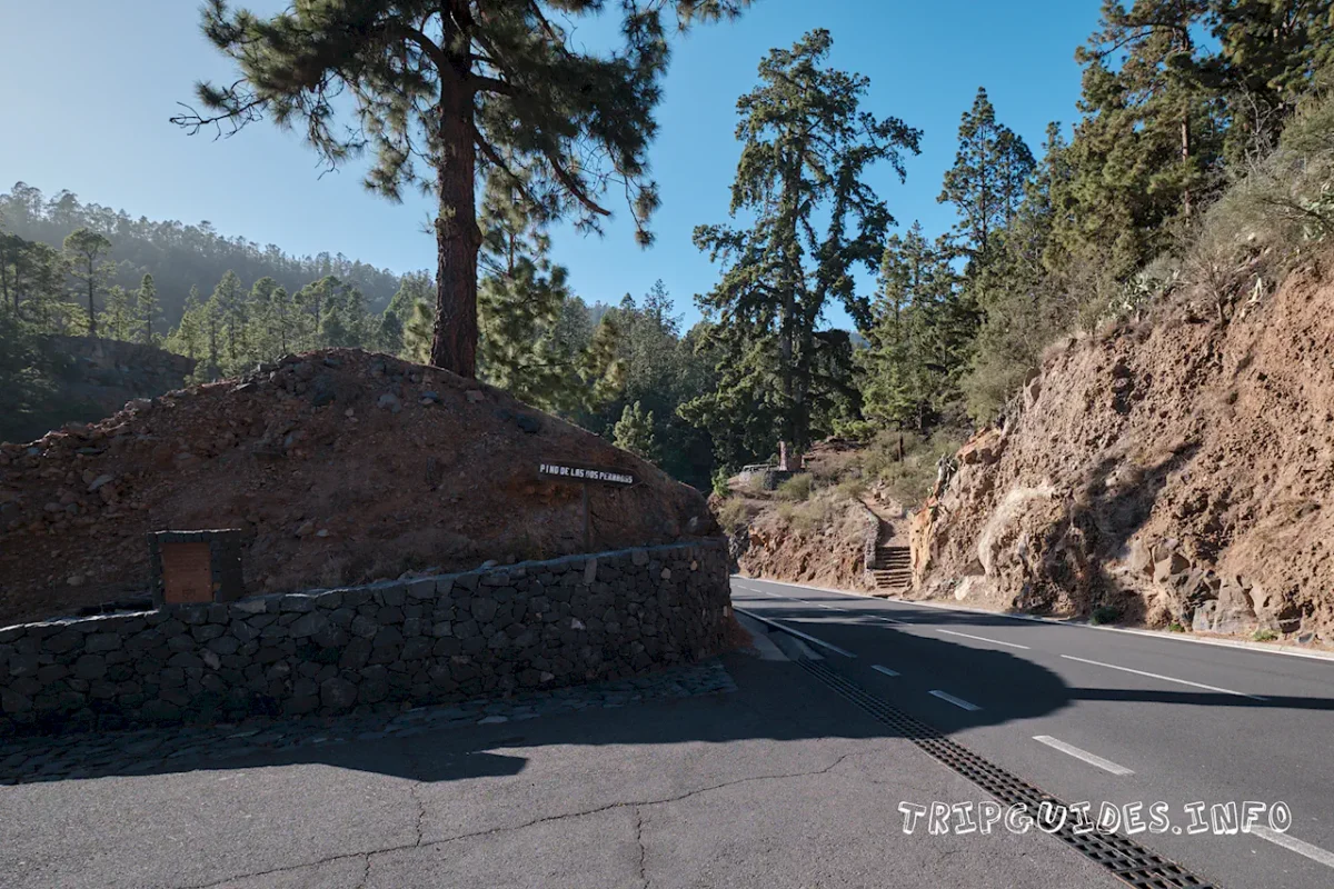 Сосна канарская Тенерифе: Пино Гордо и самое высокое дерево 8 Канарская сосна Тенерифе: Pino de las dos Pernadas