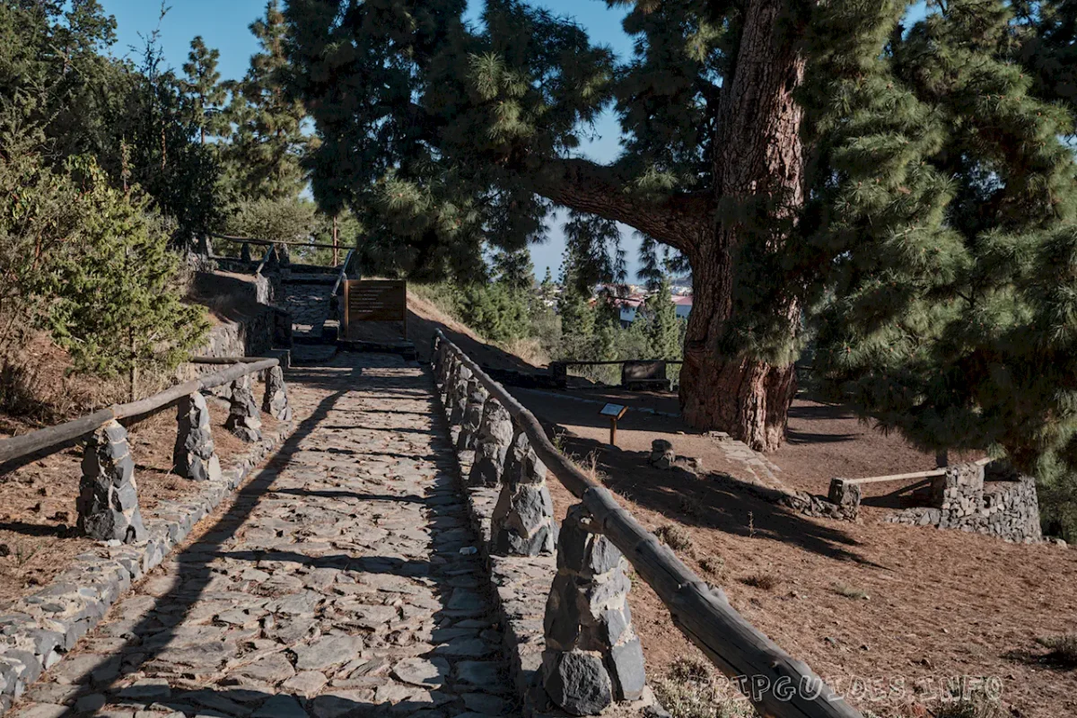 Сосна канарская Тенерифе: Пино Гордо и самое высокое дерево 7 Канарская сосна Тенерифе: Пино Гордо (Pino Gordo)