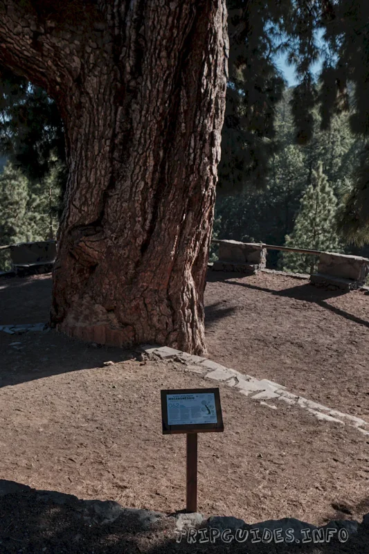 Сосна канарская Тенерифе: Пино Гордо и самое высокое дерево 6 Канарская сосна Тенерифе: Пино Гордо (Pino Gordo)