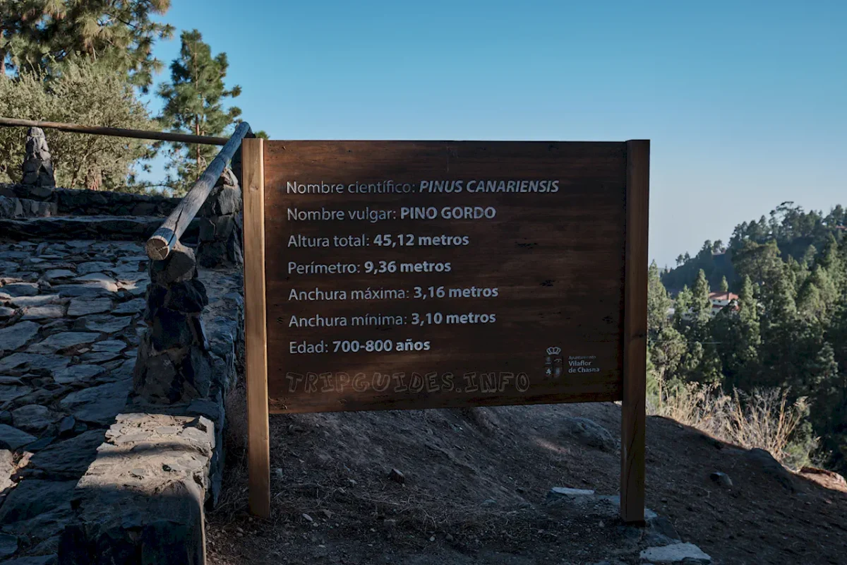 Сосна канарская Тенерифе: Пино Гордо и самое высокое дерево 5 Канарская сосна Тенерифе: Пино Гордо (Pino Gordo)